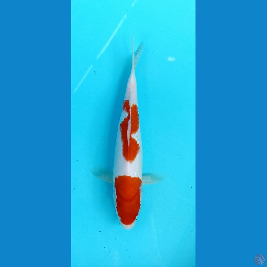 kohaku 23cm