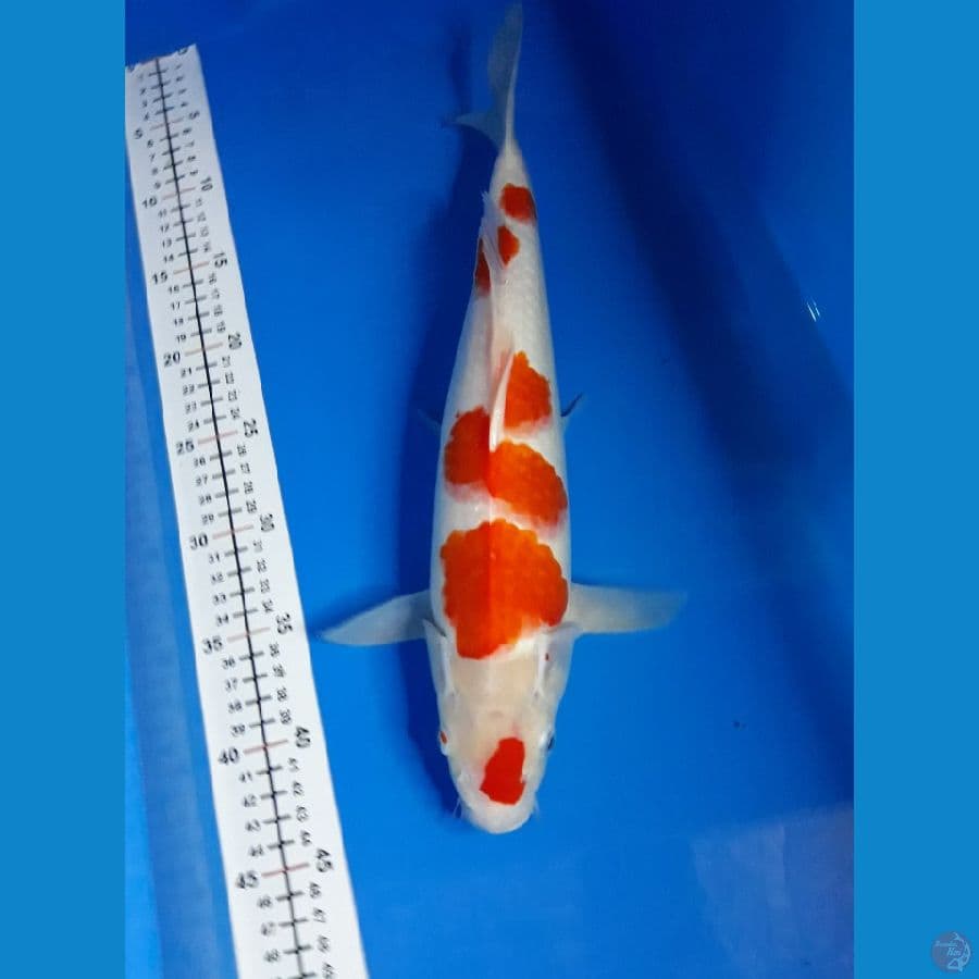 kohaku F 36