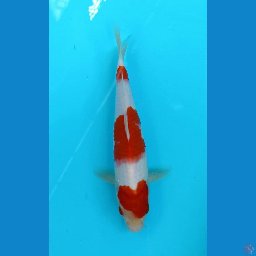 kohaku 23cm