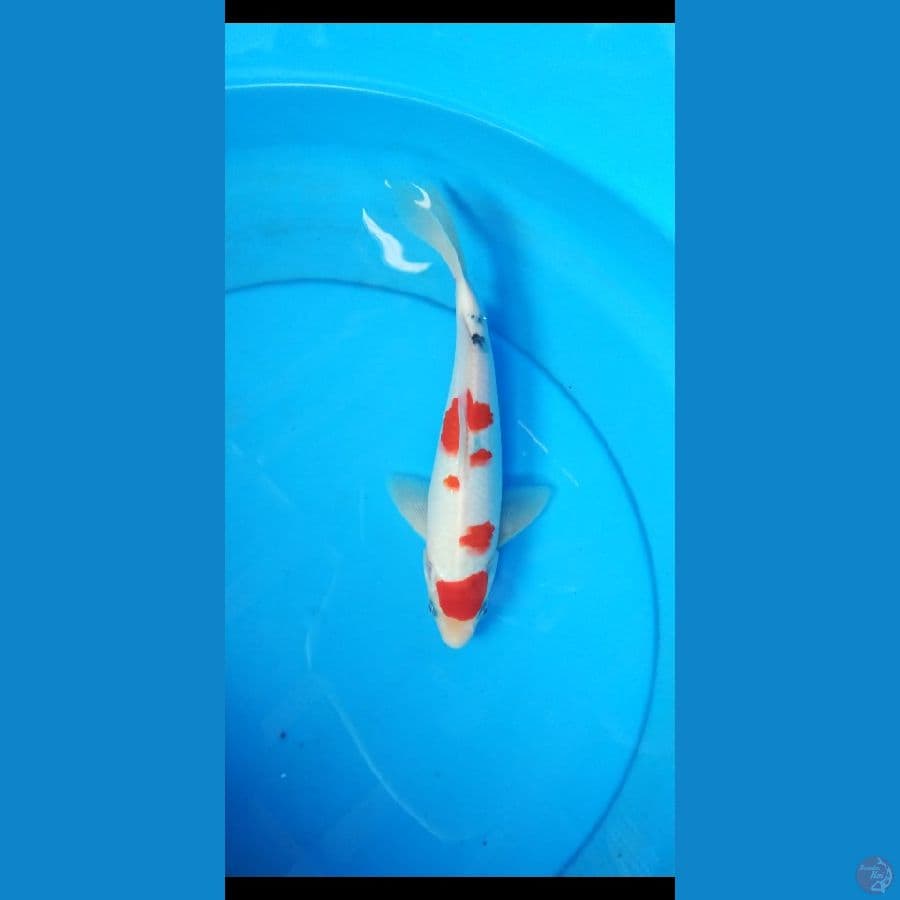 sanke strong 25 cm