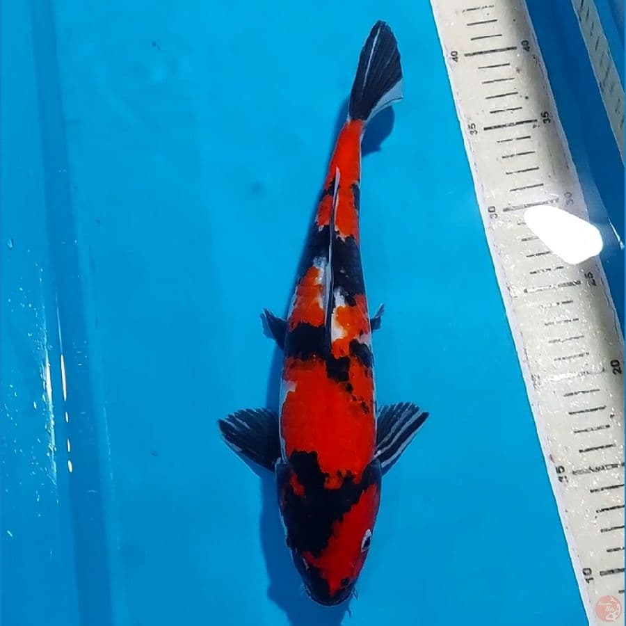 SHOWA 30 CM