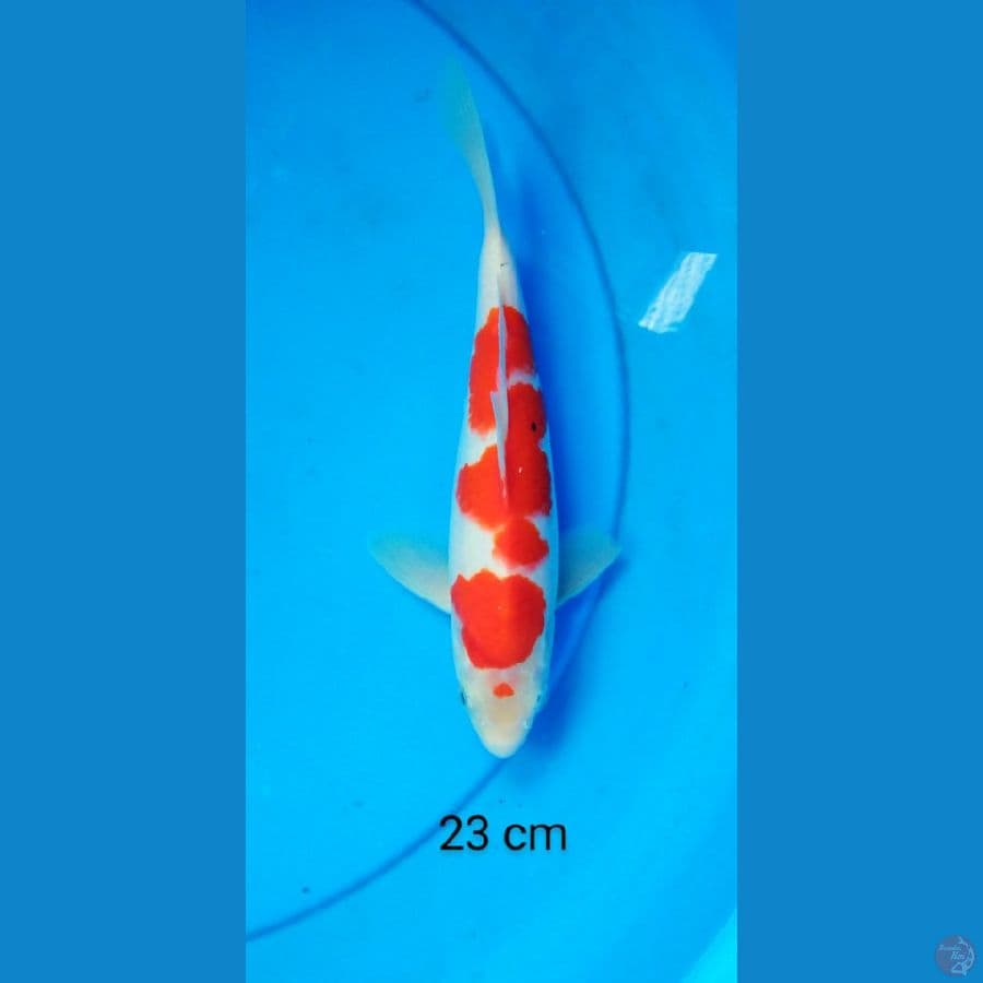 inazuma kohaku 23 cm