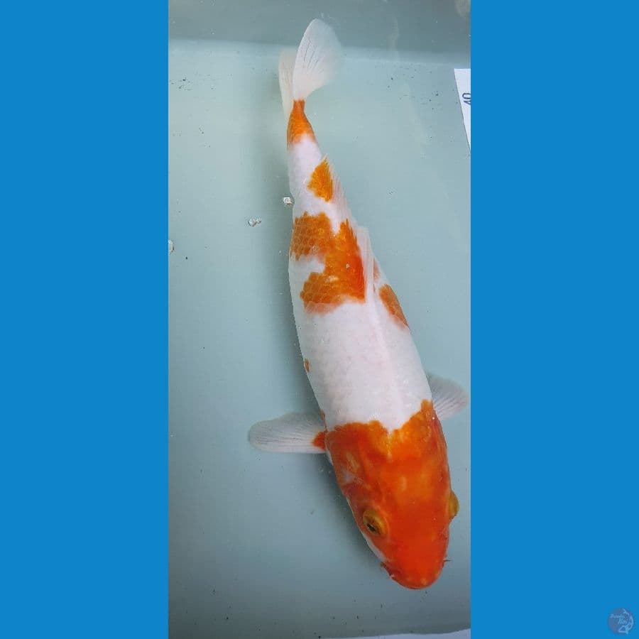KOHAKU