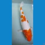 KOHAKU 