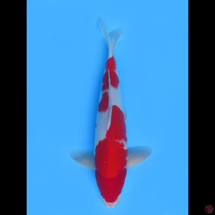 Kohaku Jantan - 40bu