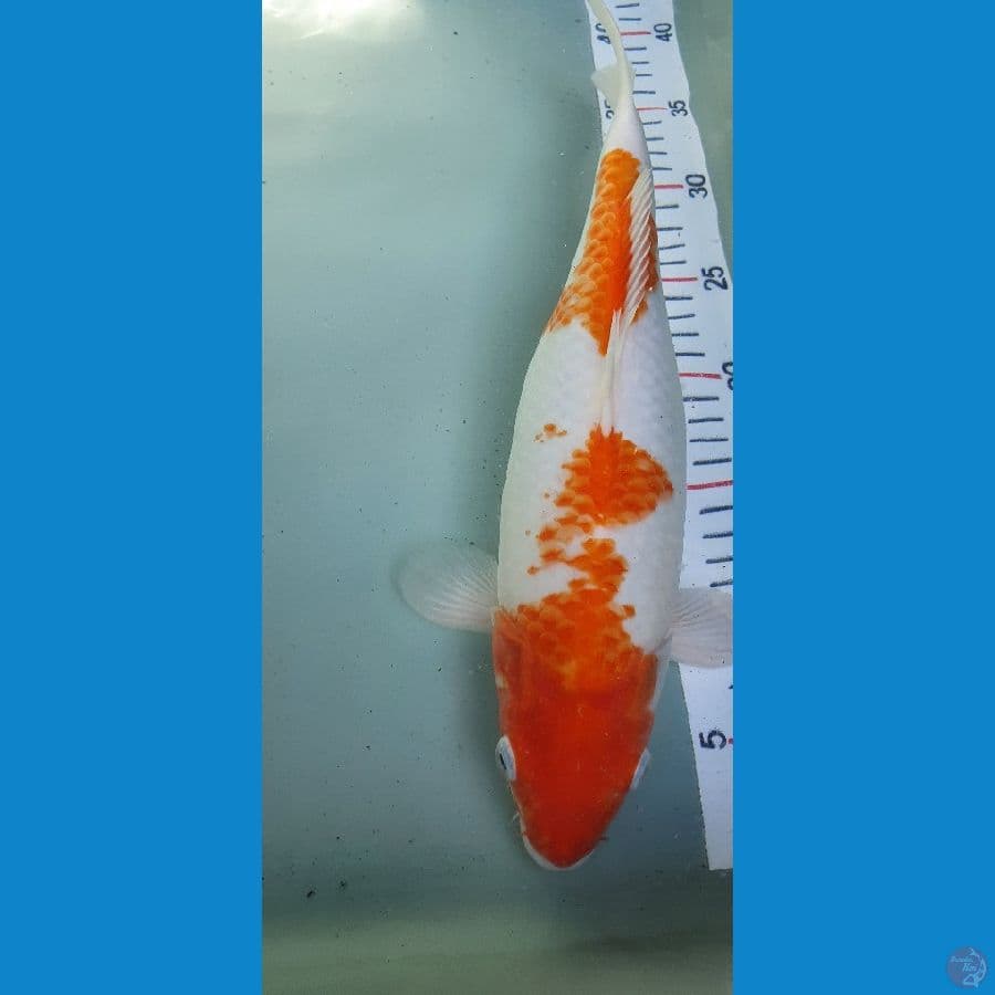 KOHAKU HAMIL