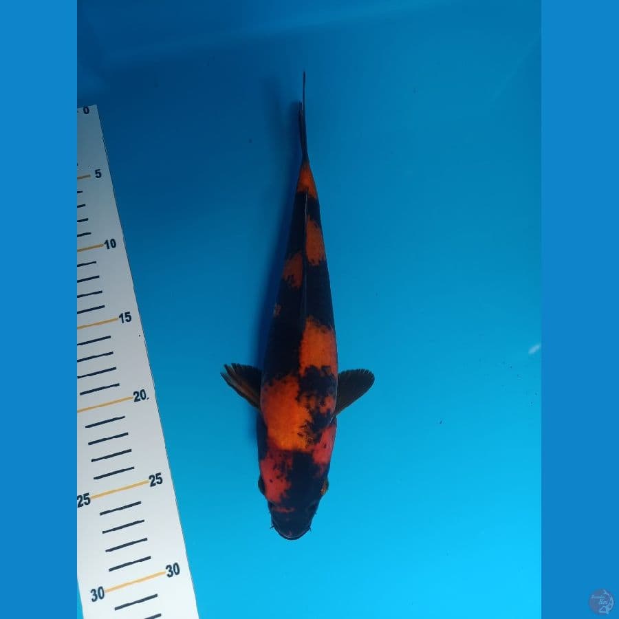 Utsuri 28cm / male