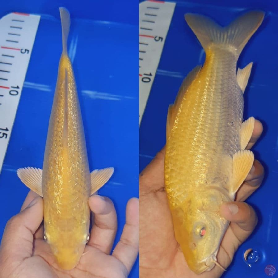 Karasi Ginrin 22cm