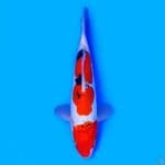 Sanke Doitsu 24cm
