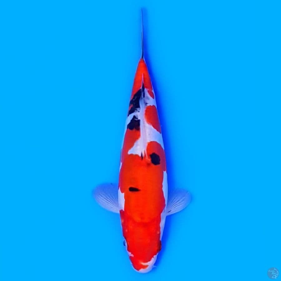 Sanke Doitsu 23 cm