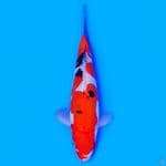 Sanke Doitsu 23 cm