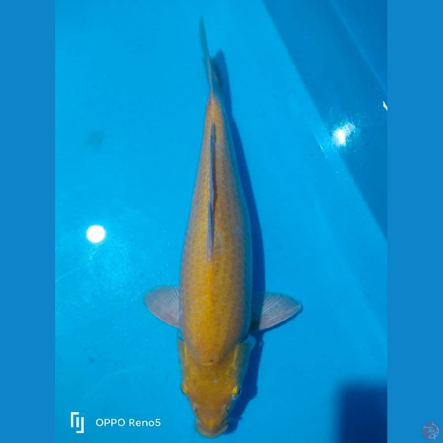 karashi 40cm