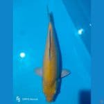 karashi 40cm
