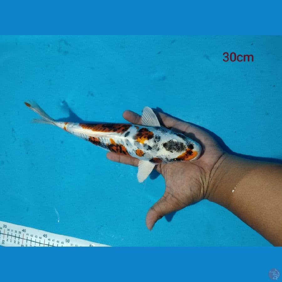 kiko 30cm
