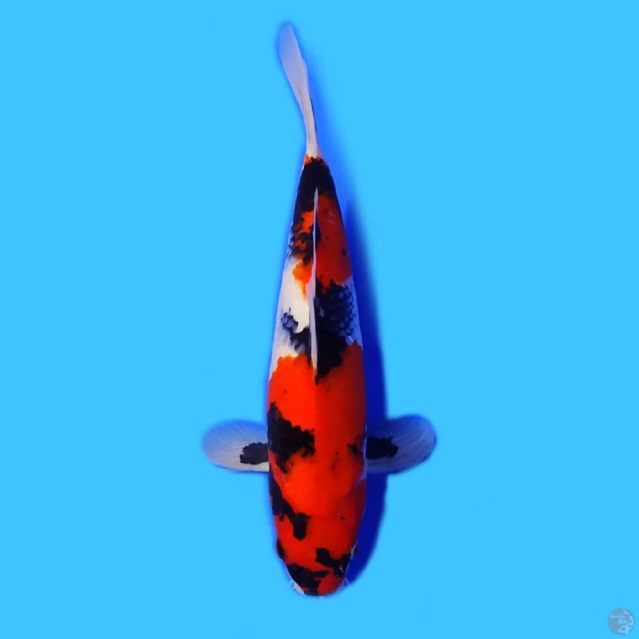 Showa Sanshoku 27cm HQ 