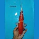 kohaku male 33cm