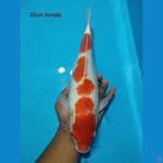 kohaku female gendong telur 35cm