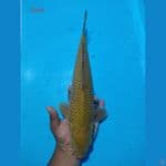 cagoi tembaga prediksi male 37cm