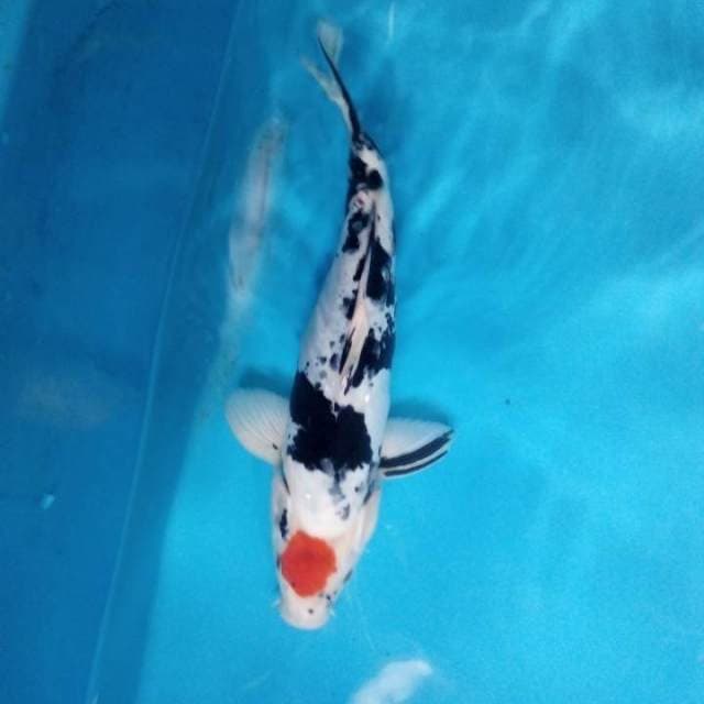 Tancho sanke doitsu 35 cm