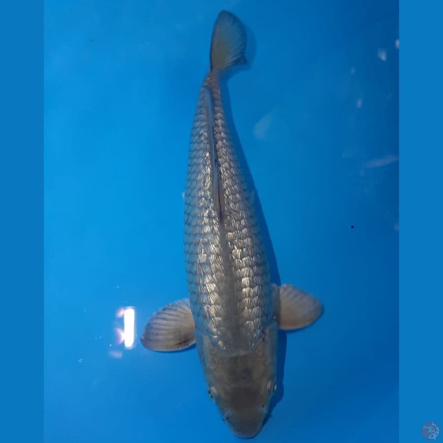 SOGIN Male (30cm)