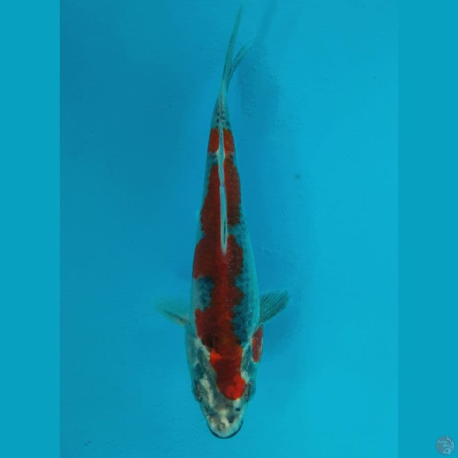 Goshiki (14cm)
