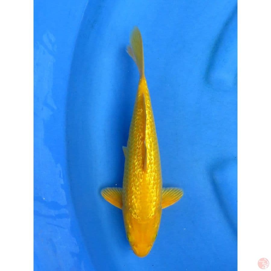 Lemon Ginrin Jantan - 29cm