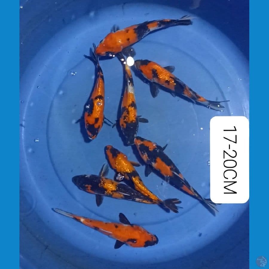 Showa 17-20CM 8ekor