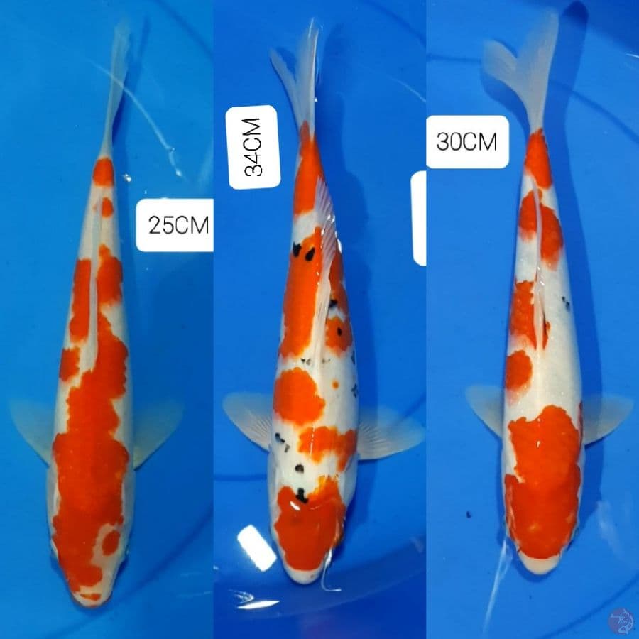 Kohaku Sanke 25-34-30CM