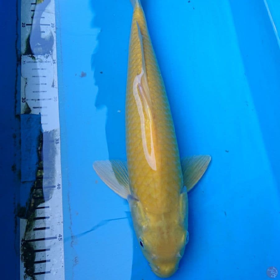 KARASI 37 CM