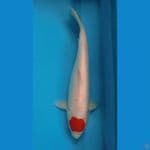 MURAY KOIFARM -  TANCHO KOHAKU 40 CM