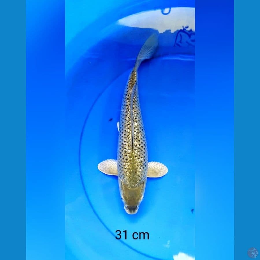 Midori ginrin punuk 31 cm