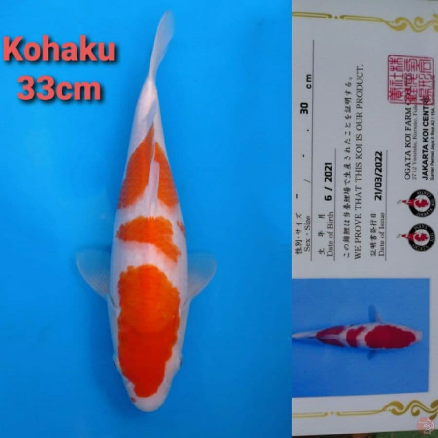 OGATA KOHAKU 33CM