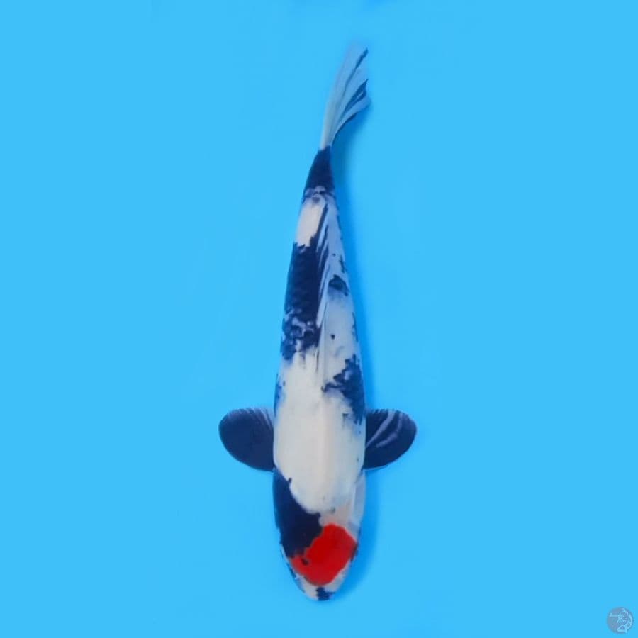 TANCHO SHOWA 29CM - FEEMALE