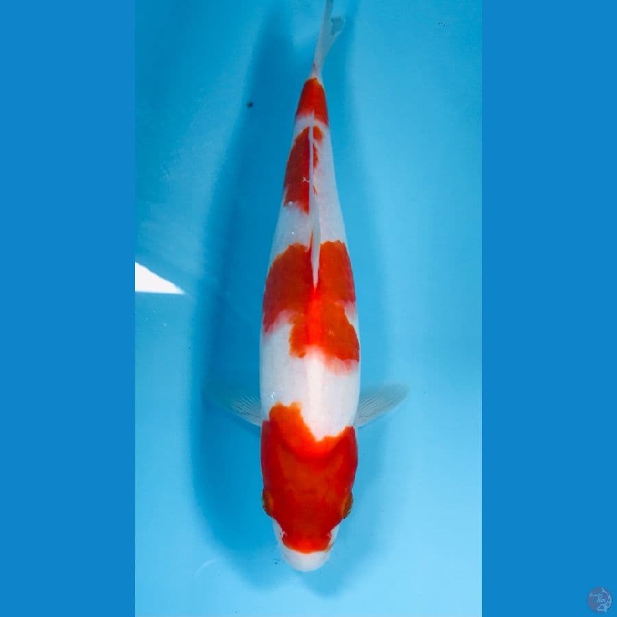 kohaku 25cm