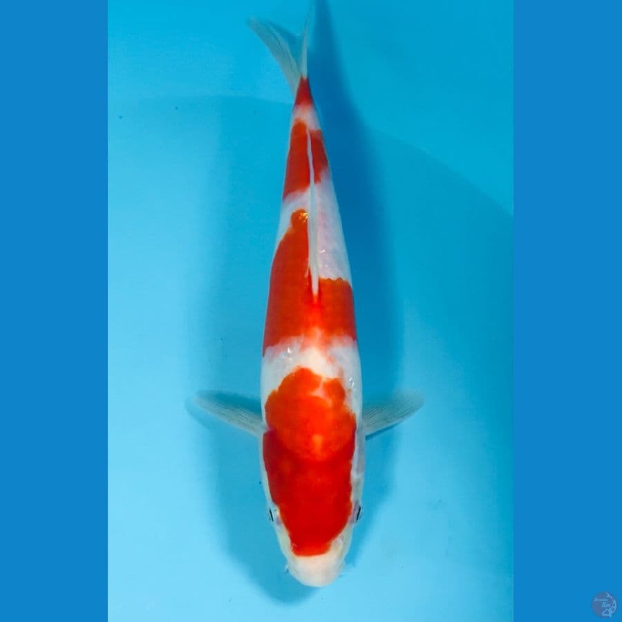 kohaku 25 cm