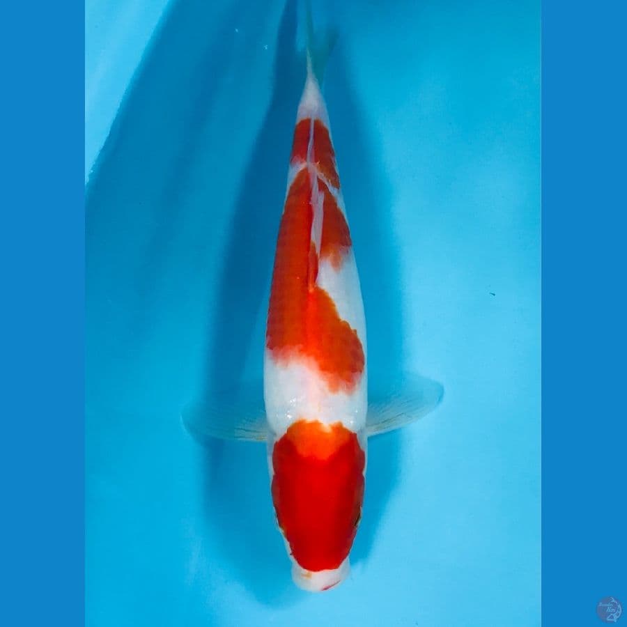 kohaku 28cm