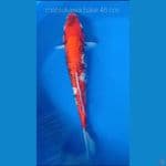 Matsukawa bake M46 cm 