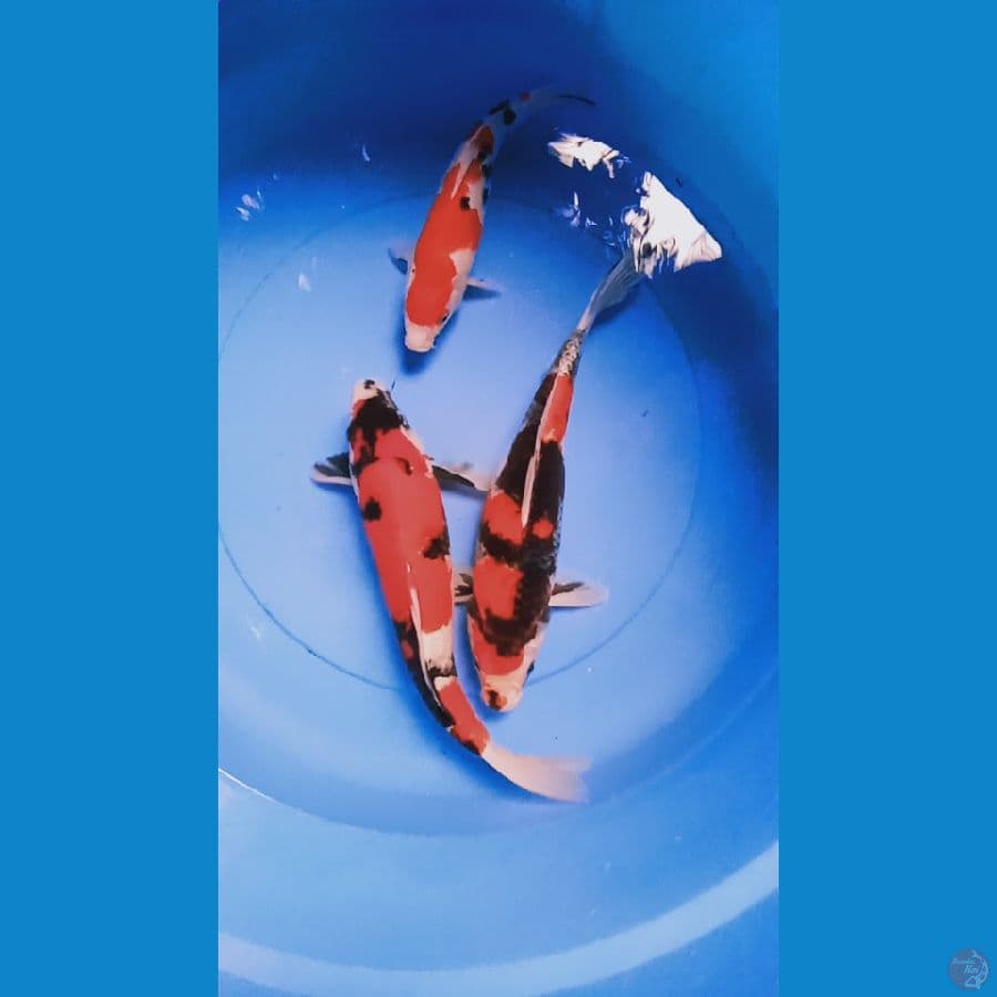 kage showa 35bu n sanke 25cm 
