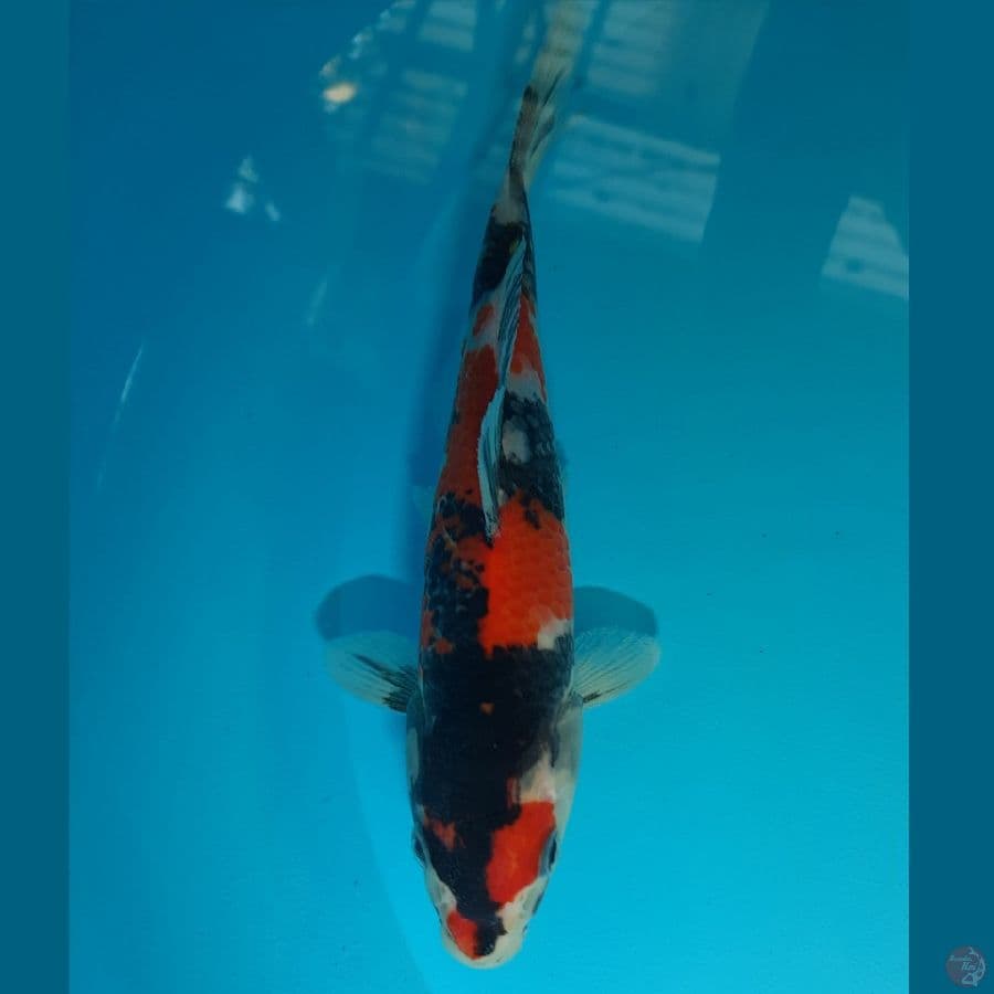 Showa San Ghoku (19cm)