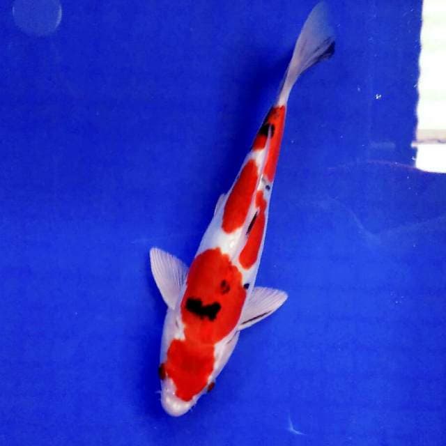 Merah kerlip2 23cm