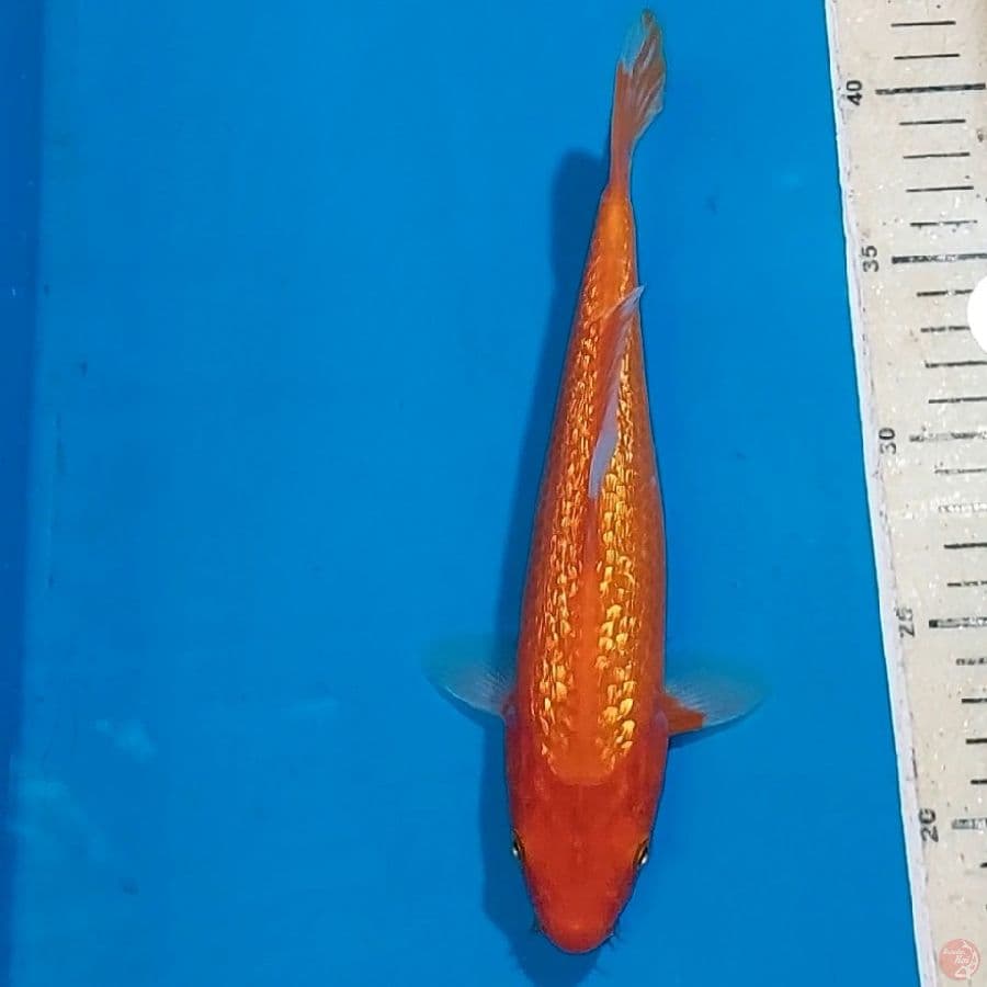 BENIGOI GINDRIN 25 CM