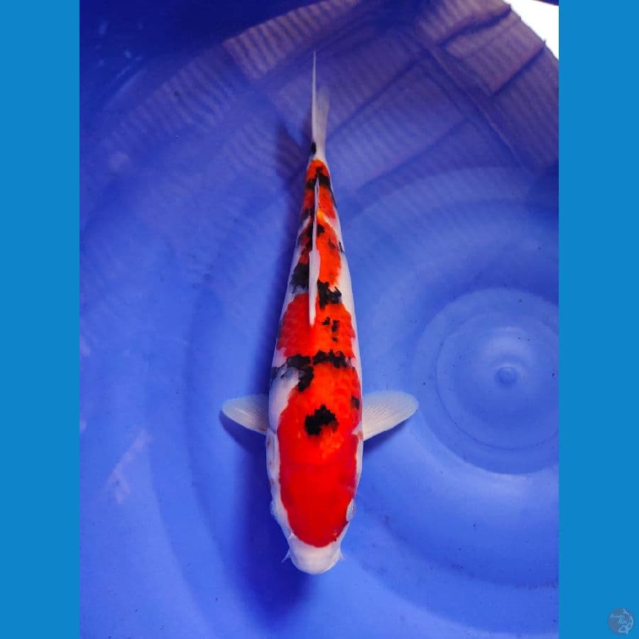 sanke male 34cm
