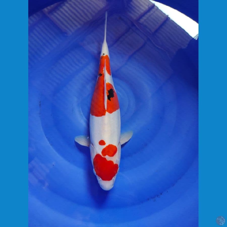 sanke 37cm