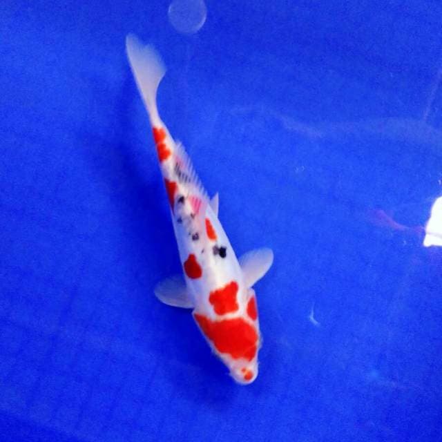 Baby sakura tatego 22cm
