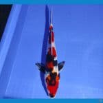 SHOWA 37CM /MALE