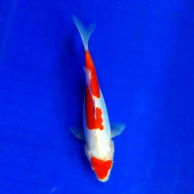 Maruten inacuma 21cm