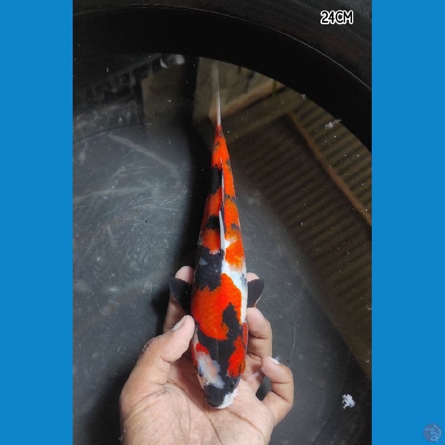 SHOWA 24CM