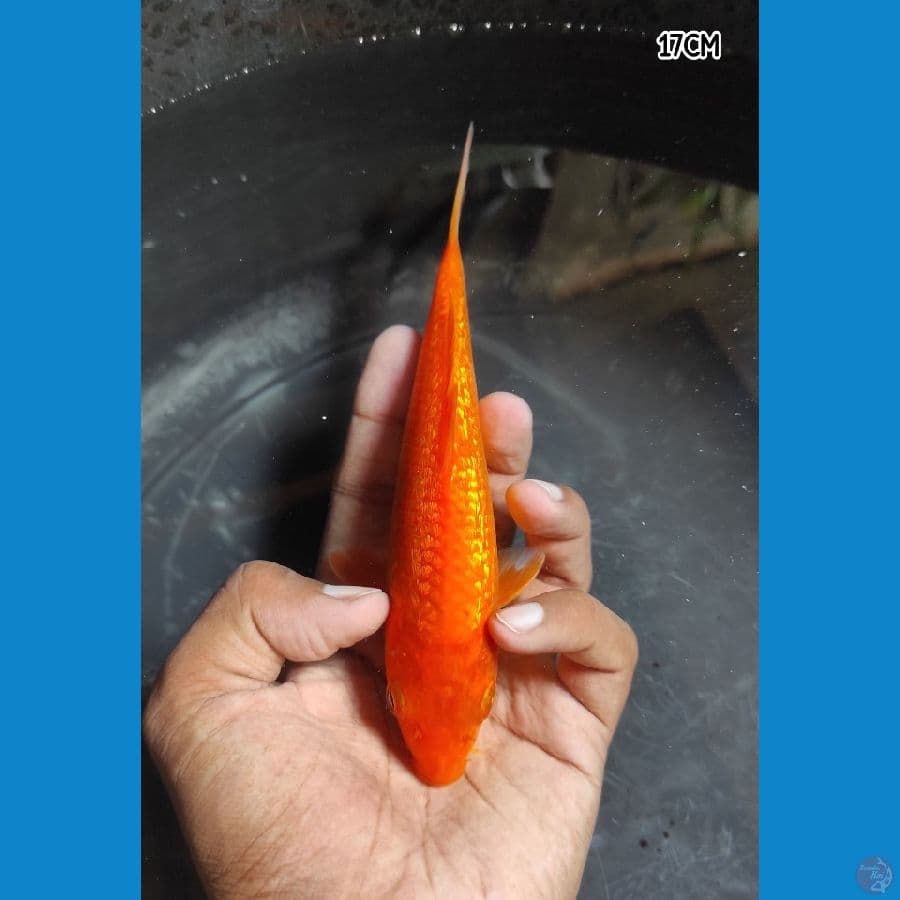 KINGINRIN C - FREE HANDLING BLITAR KOI FESTIVAL