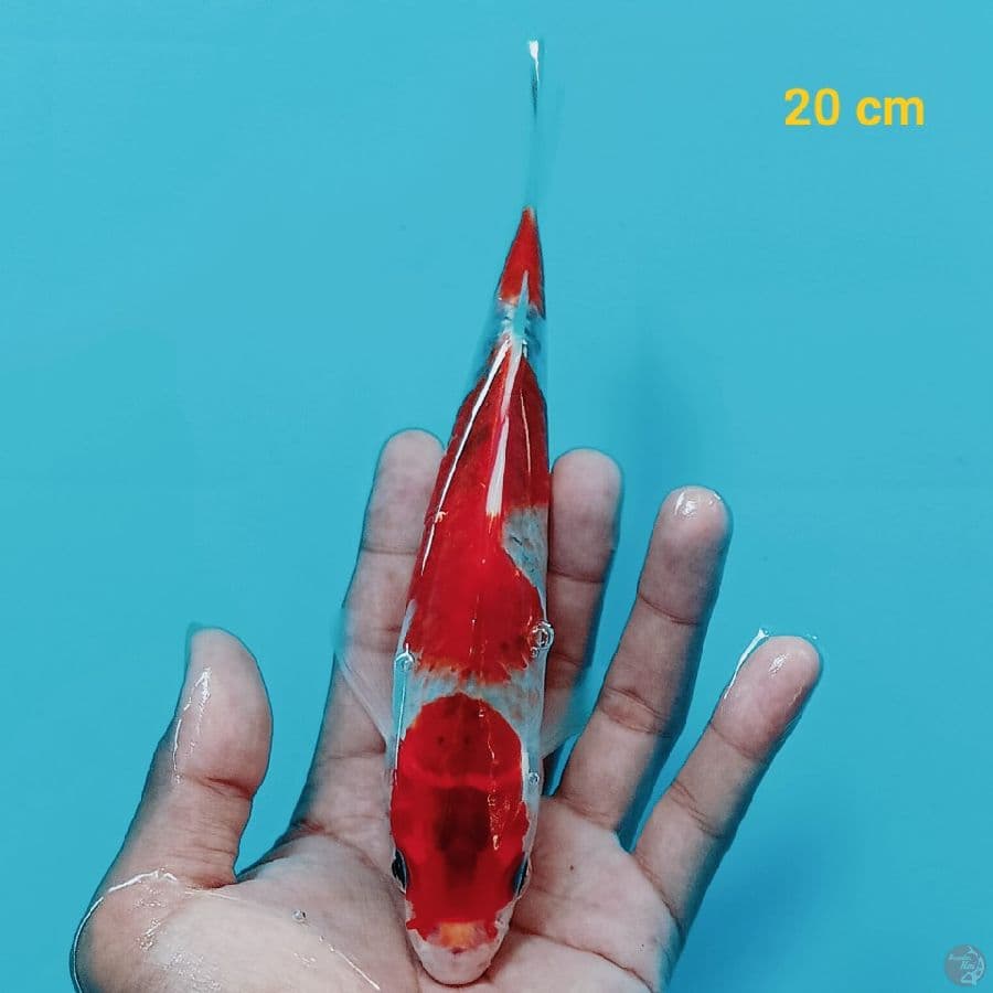 goshiki 20 cm