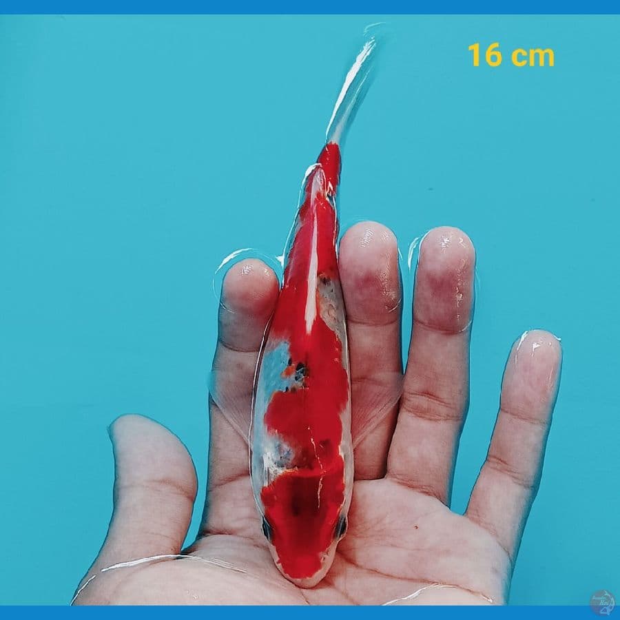 Goshiki 16 cm